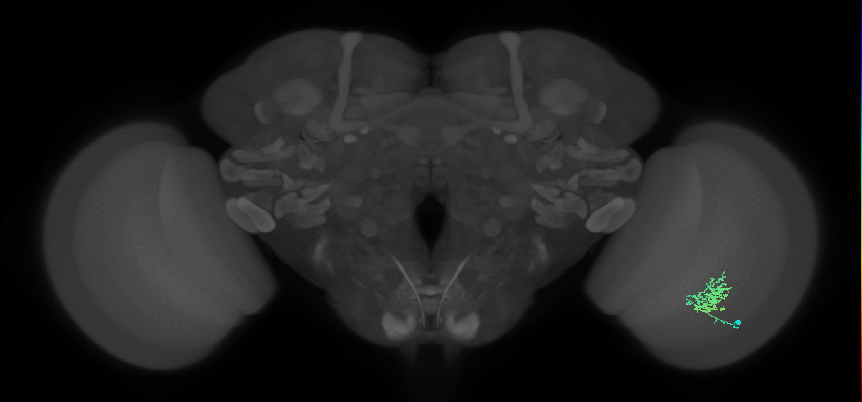 Cm3_R (MaleCNS:64833)