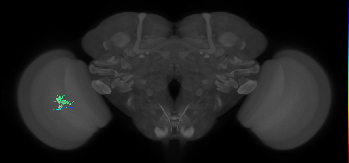 Cm3_L (MaleCNS:123165)