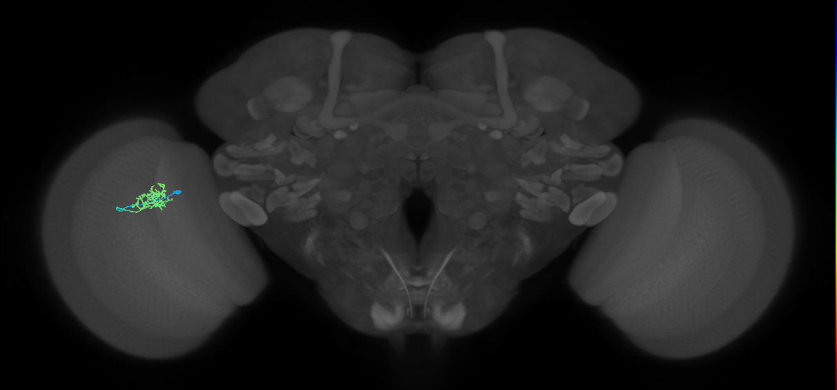 Cm3_L (MaleCNS:514586)