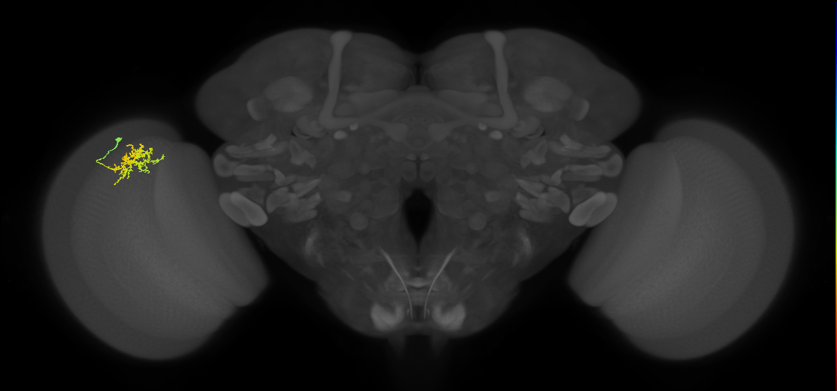 Cm3_L (MaleCNS:40630)