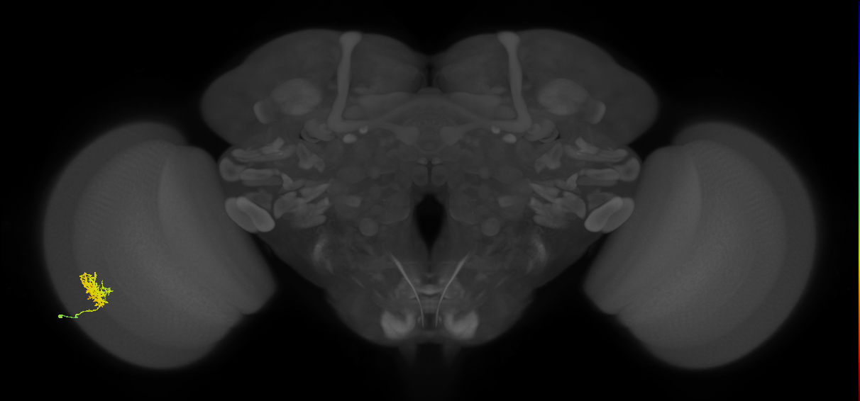 Cm3_L (MaleCNS:64183)