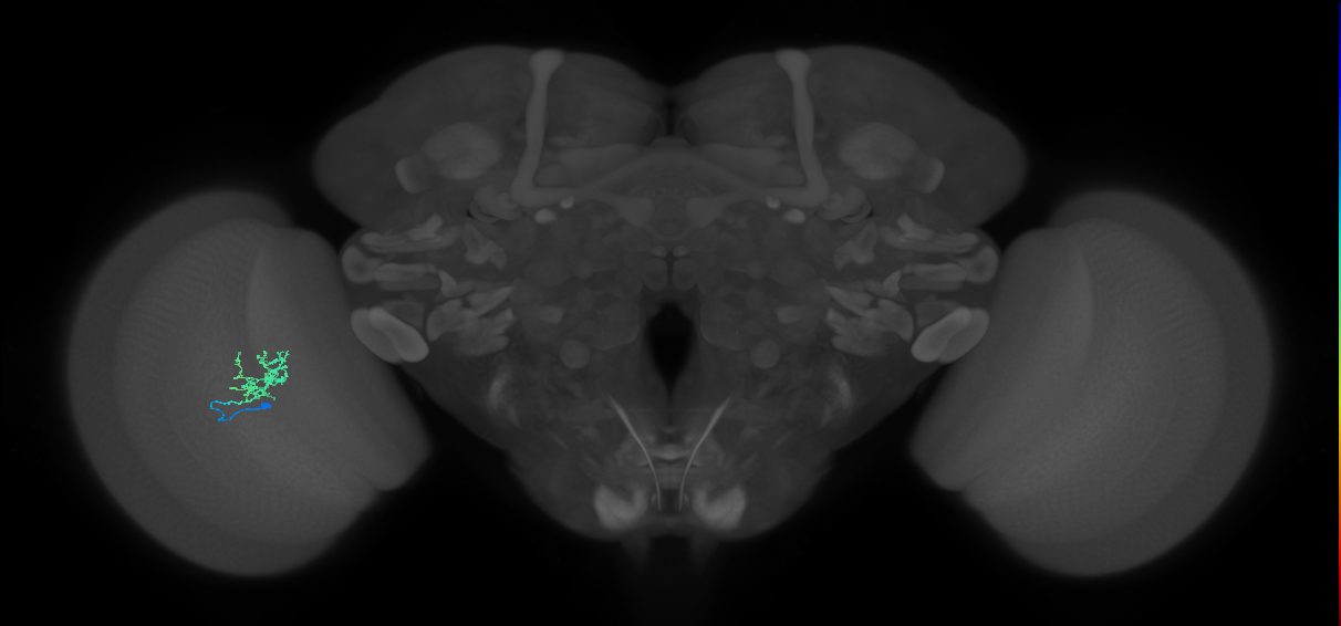 Cm3_L (MaleCNS:542226)
