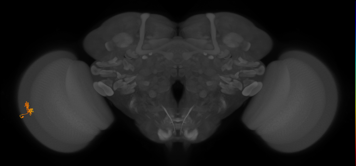 Cm3_L (MaleCNS:546718)