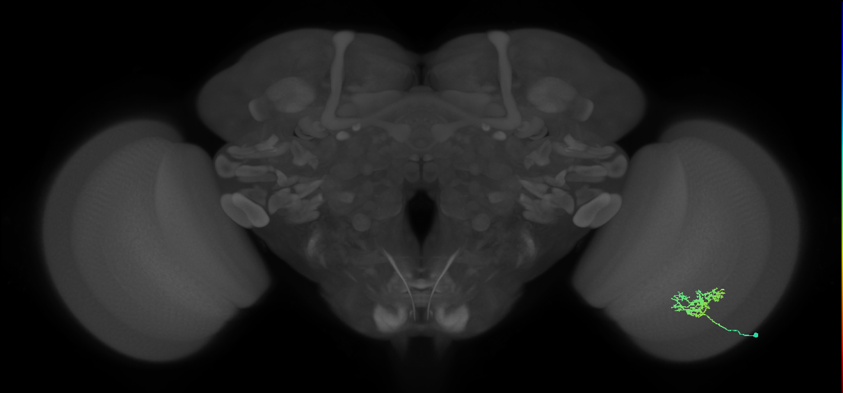 Cm3_R (MaleCNS:70302)