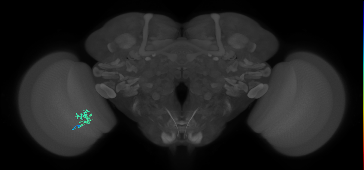 Cm3_L (MaleCNS:82463)