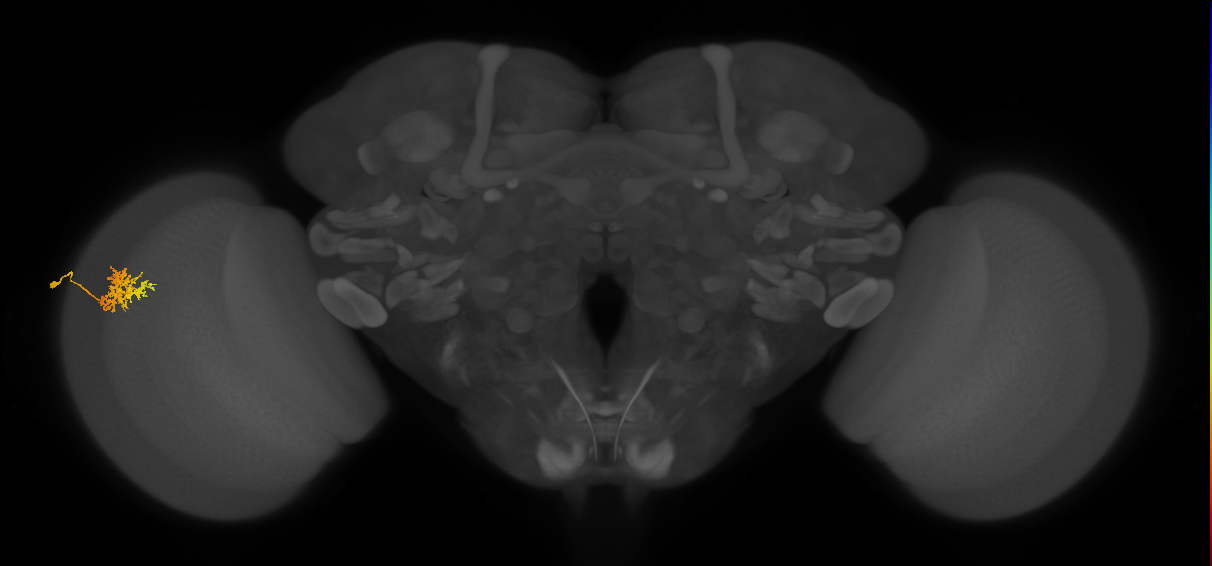 Cm3_L (MaleCNS:82096)