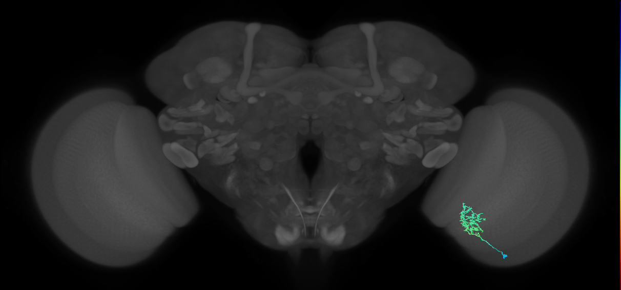 Cm3_R (MaleCNS:68830)