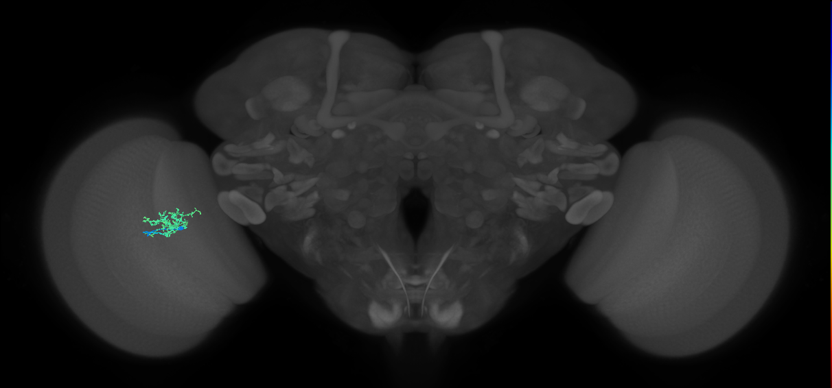 Cm3_L (MaleCNS:136874)