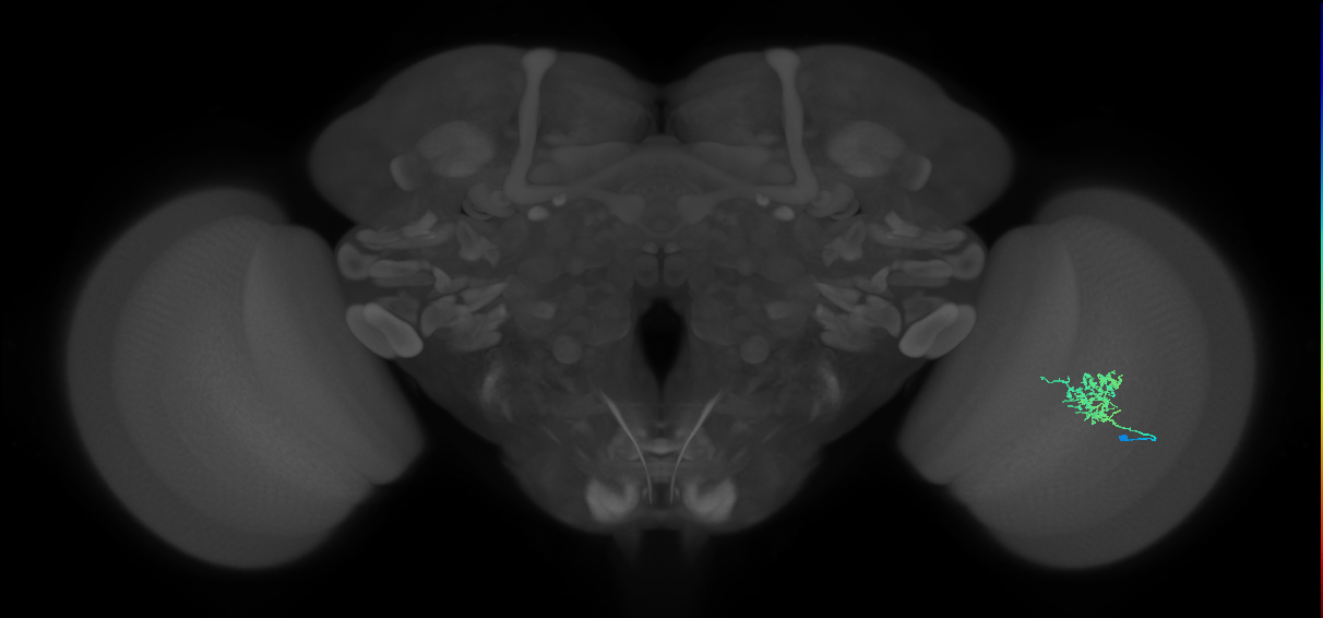 Cm3_R (MaleCNS:71156)