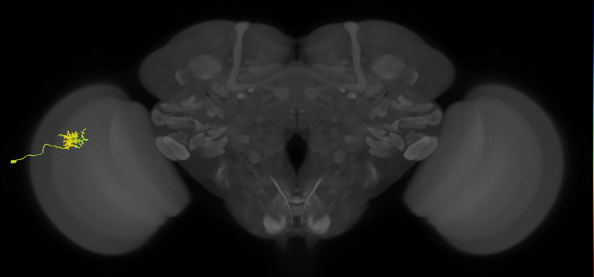 Cm3_L (MaleCNS:61125)