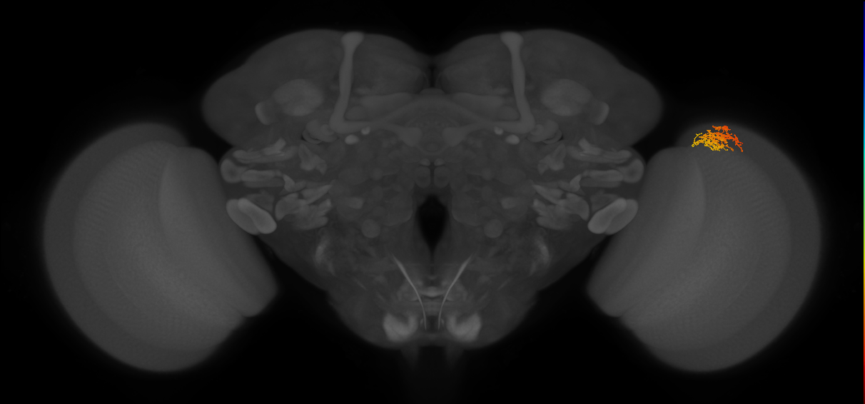 Cm3_R (MaleCNS:70332)