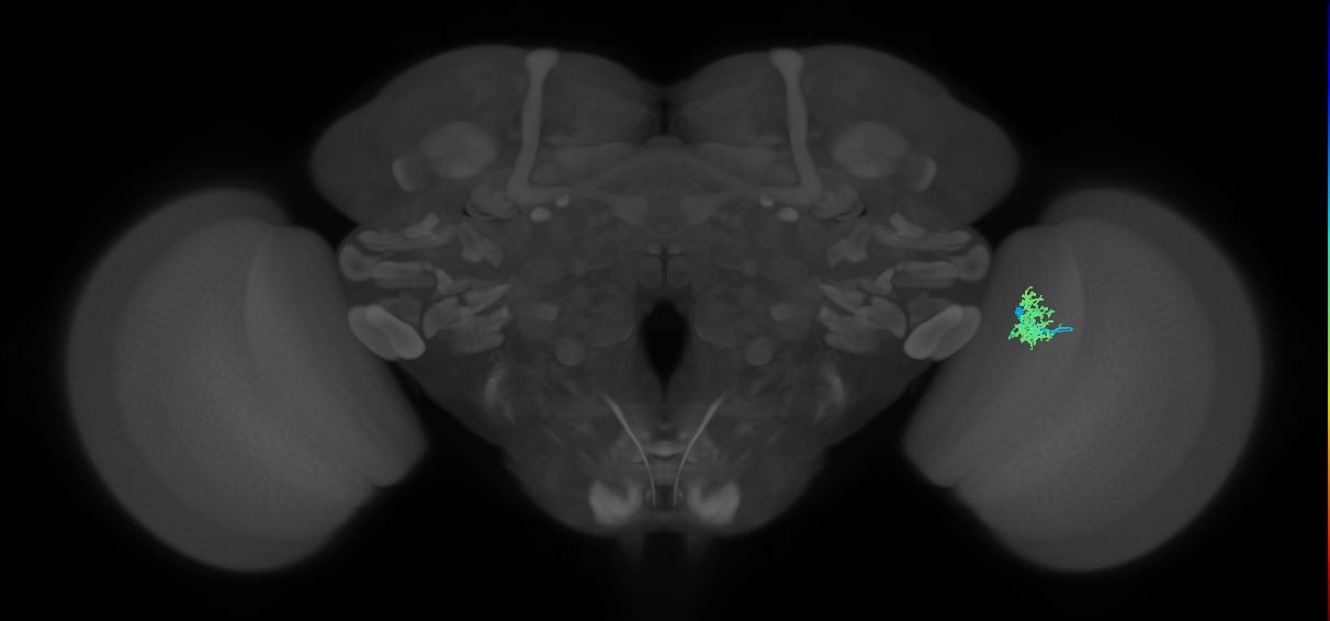 Cm3_R (MaleCNS:78655)