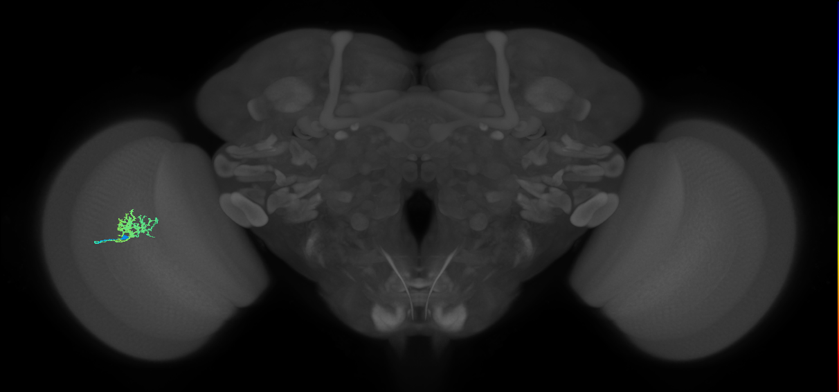Cm3_L (MaleCNS:531006)