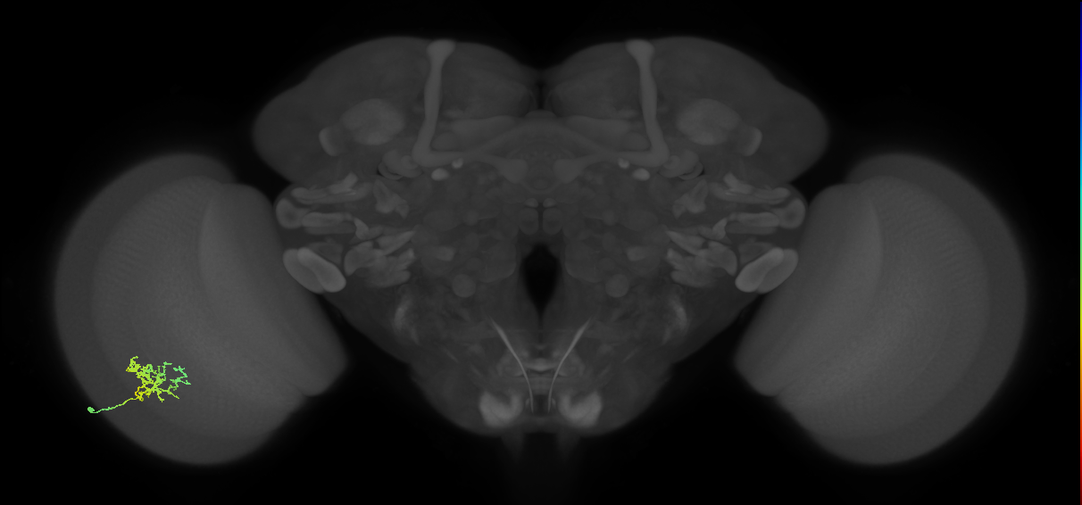 Cm3_L (MaleCNS:532476)
