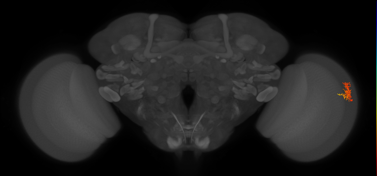 Cm3_R (MaleCNS:66692)