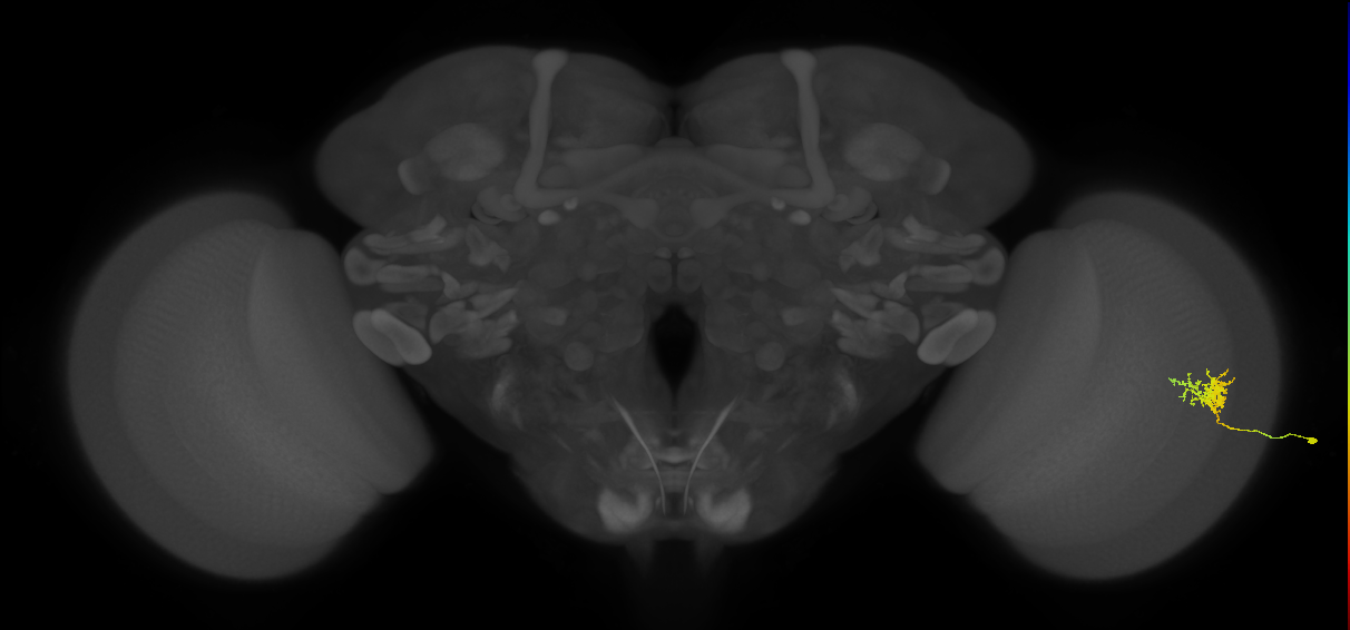 Cm3_R (MaleCNS:79069)