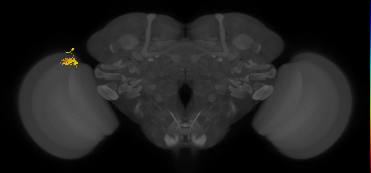 Cm3_L (MaleCNS:103512)