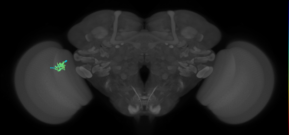 Cm3_L (MaleCNS:131782)