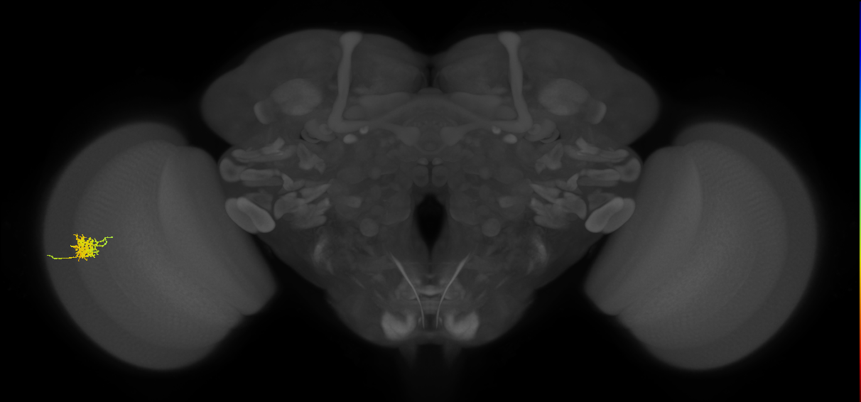 Cm3_L (MaleCNS:526094)
