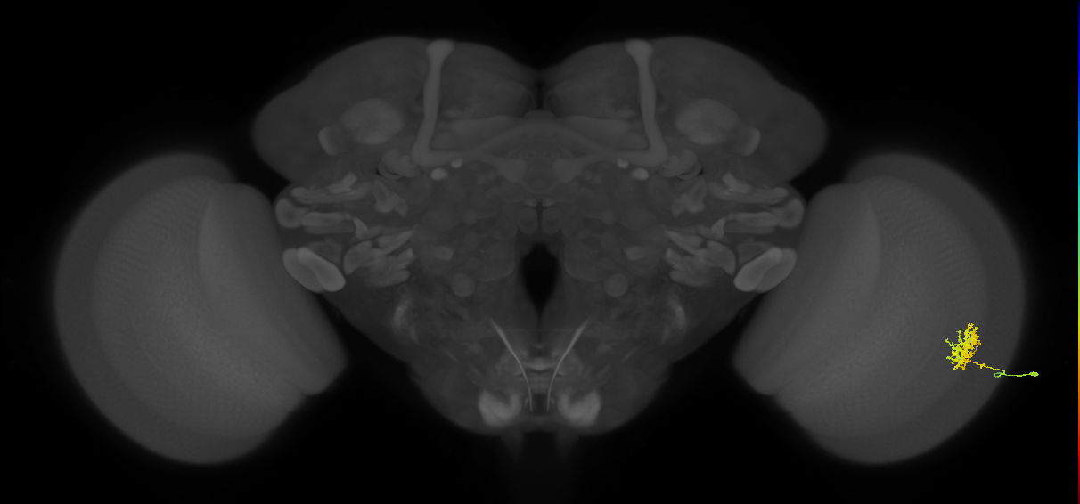 Cm3_R (MaleCNS:84695)