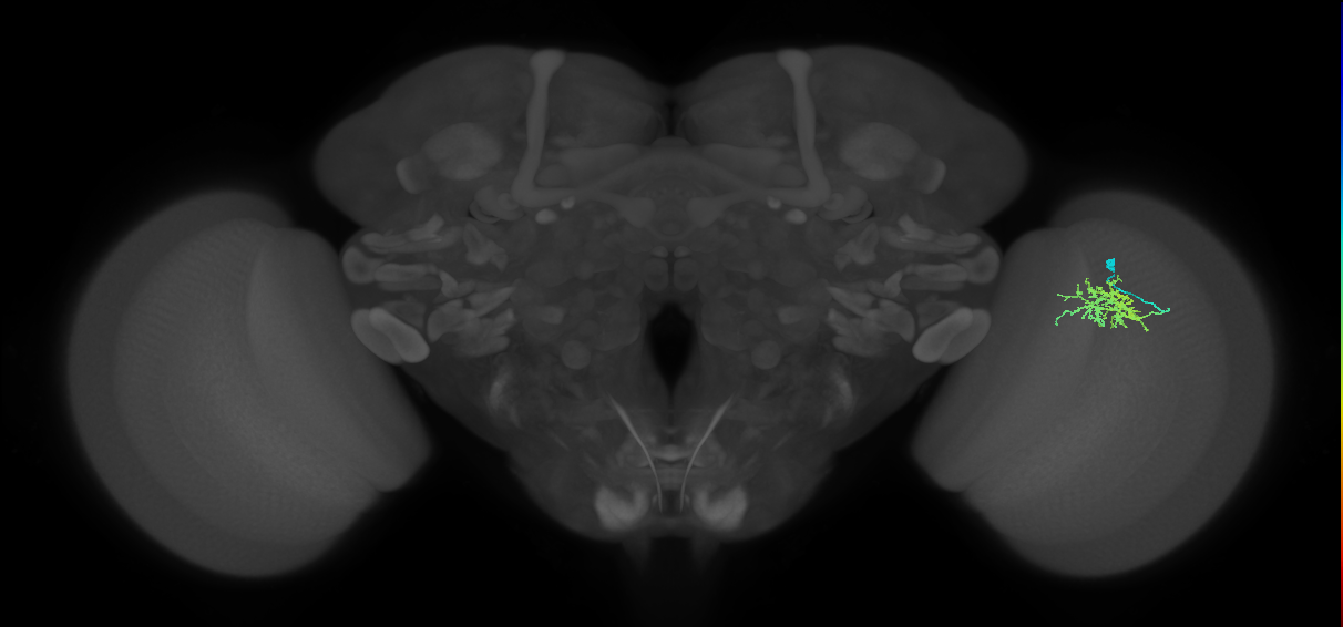 Cm3_R (MaleCNS:107588)
