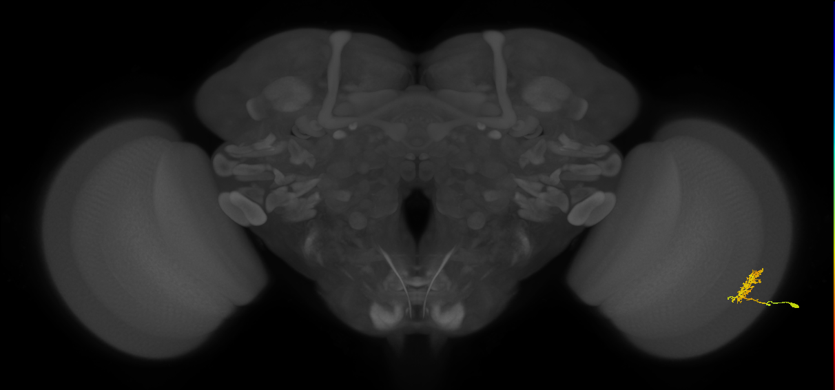 Cm3_R (MaleCNS:62346)