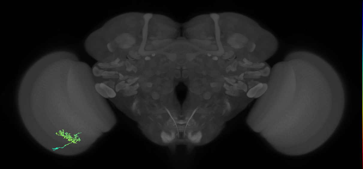 Cm3_L (MaleCNS:74805)