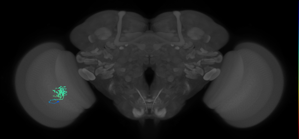 Cm3_L (MaleCNS:133789)
