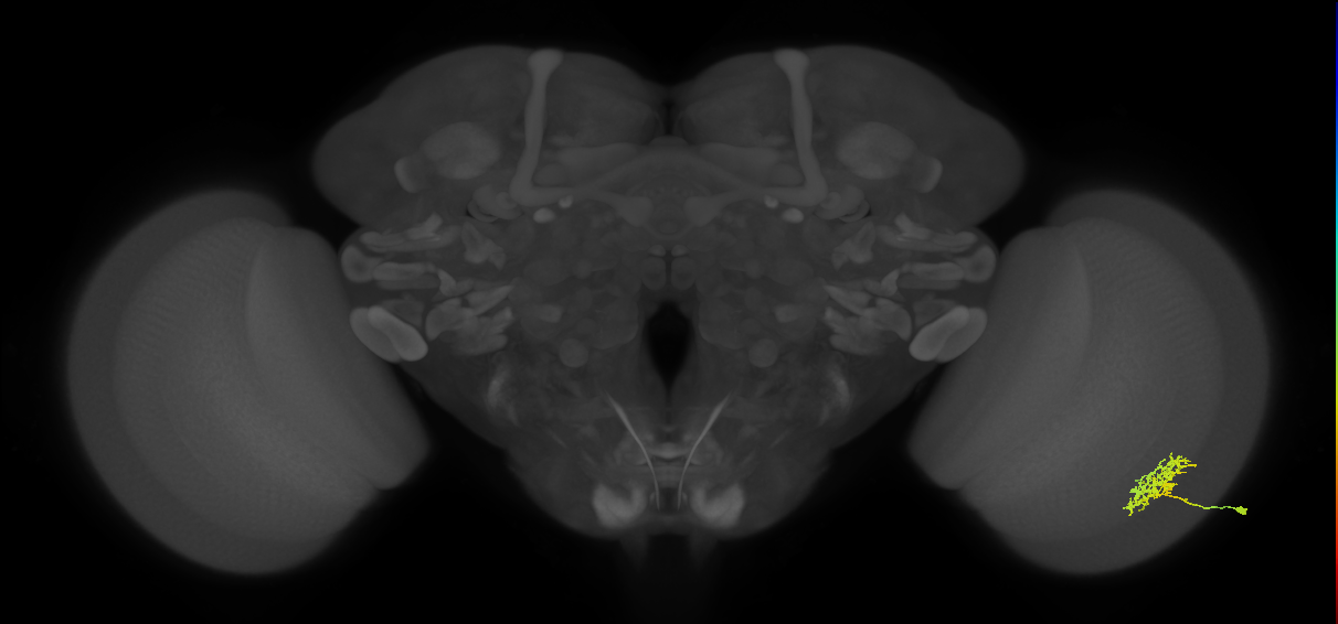 Cm3_R (MaleCNS:58526)