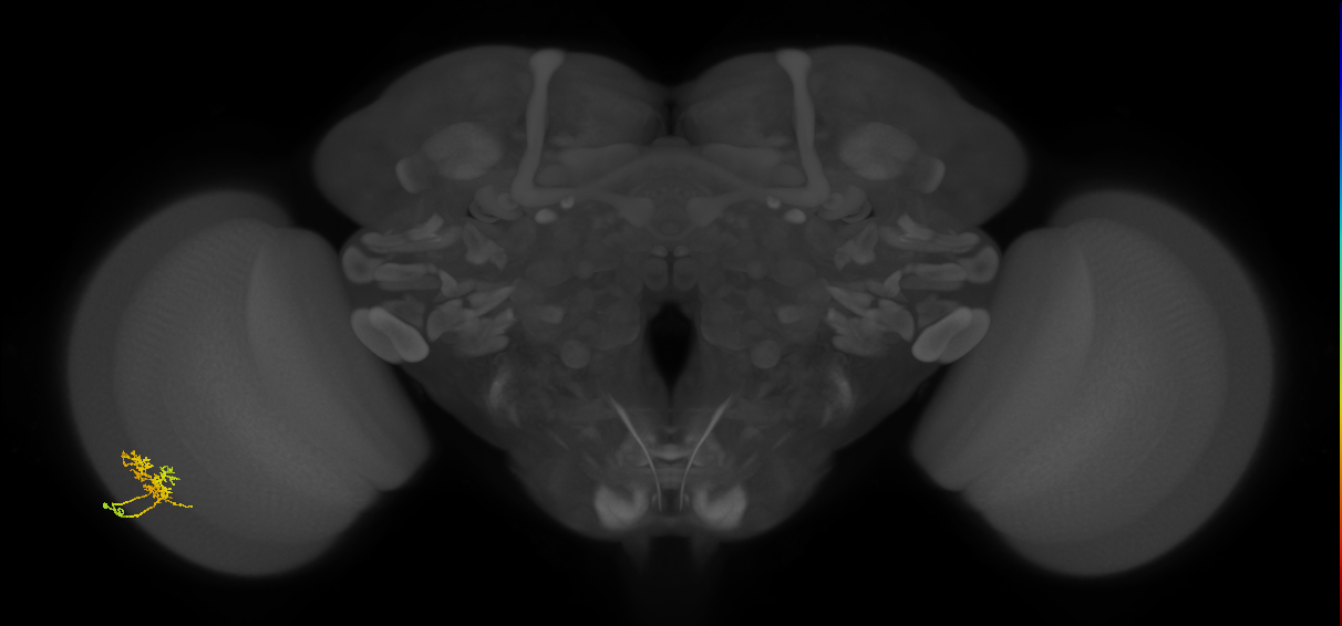 Cm3_L (MaleCNS:174499)