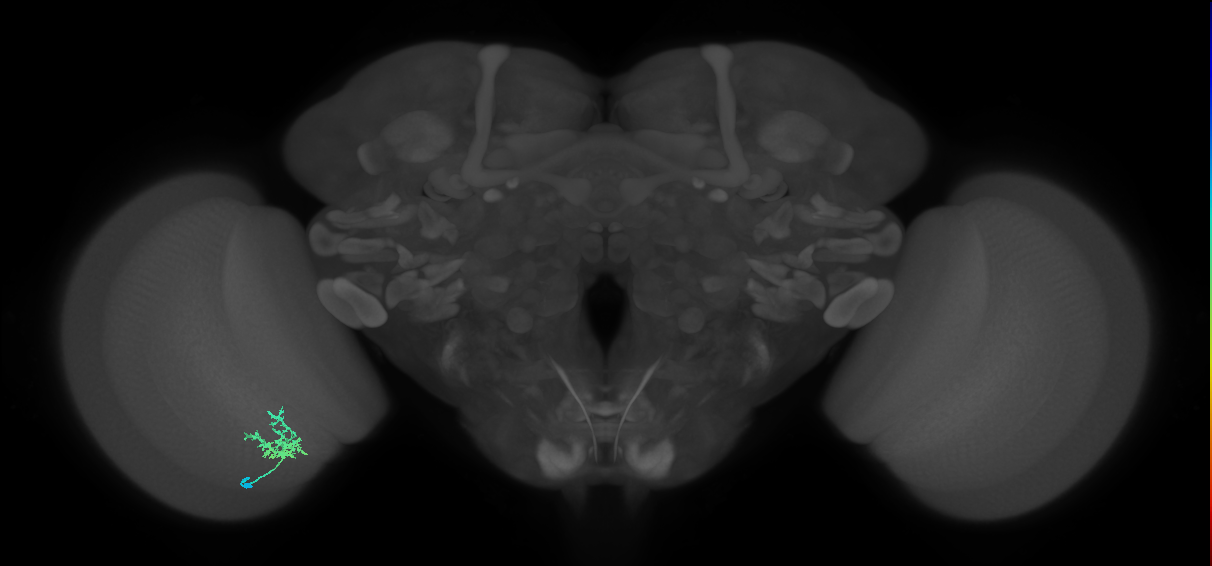 Cm3_L (MaleCNS:93062)