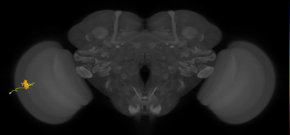 Cm3_L (MaleCNS:542535)