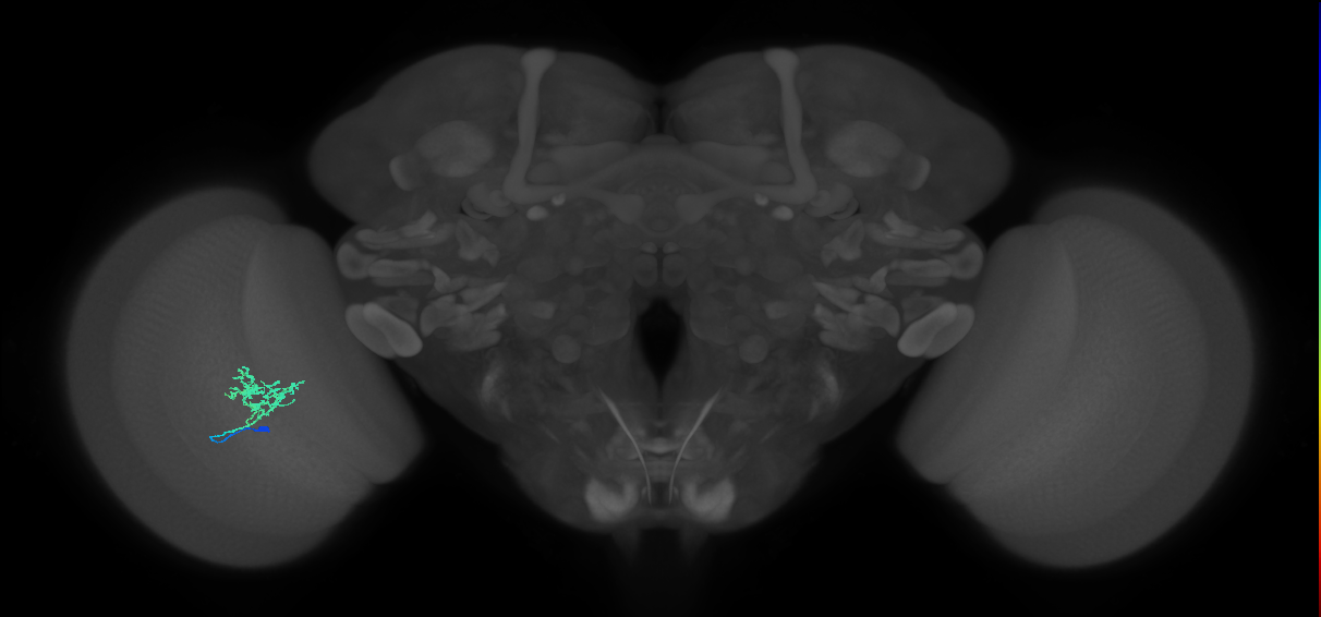 Cm3_L (MaleCNS:539146)
