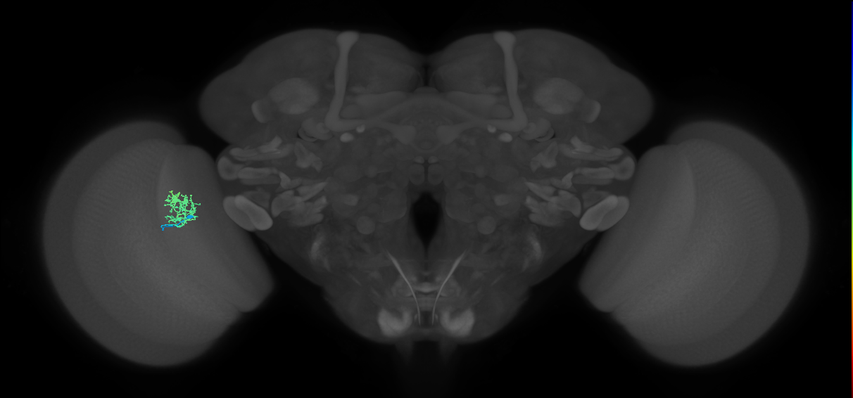 Cm3_L (MaleCNS:42575)