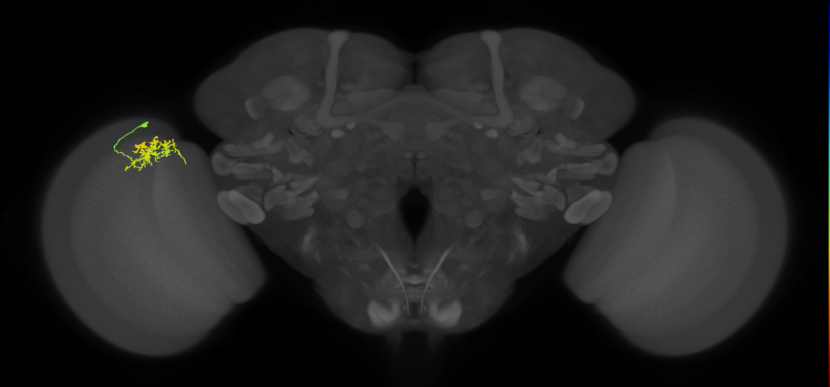 Cm3_L (MaleCNS:524355)