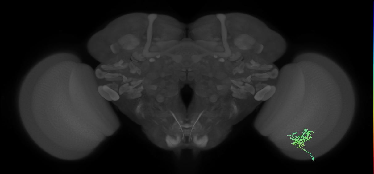 Cm3_R (MaleCNS:66678)