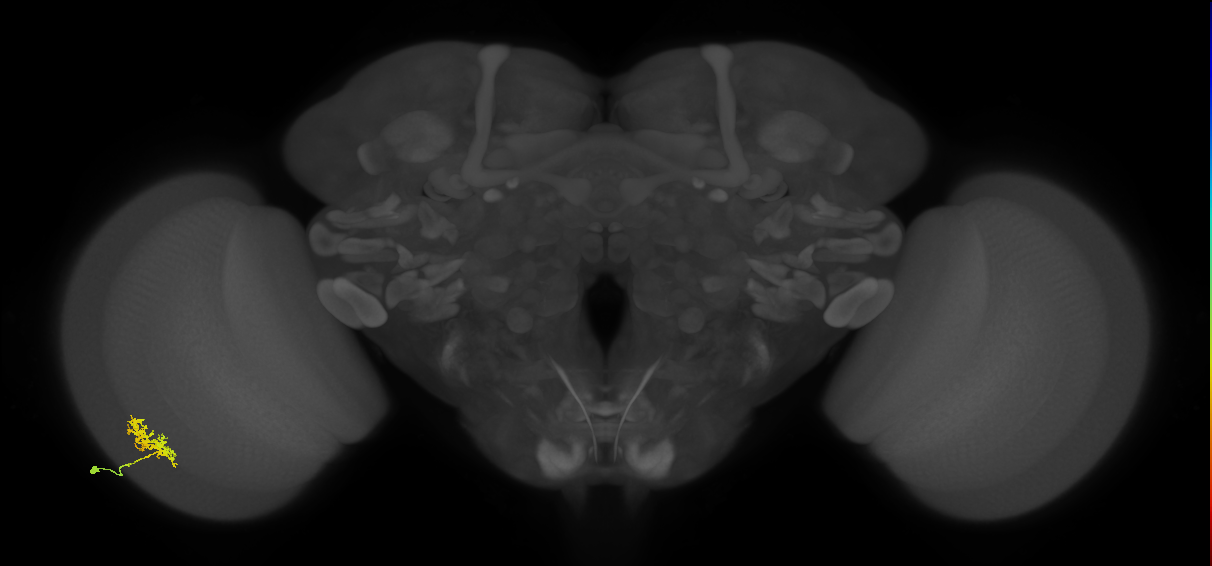 Cm3_L (MaleCNS:75640)