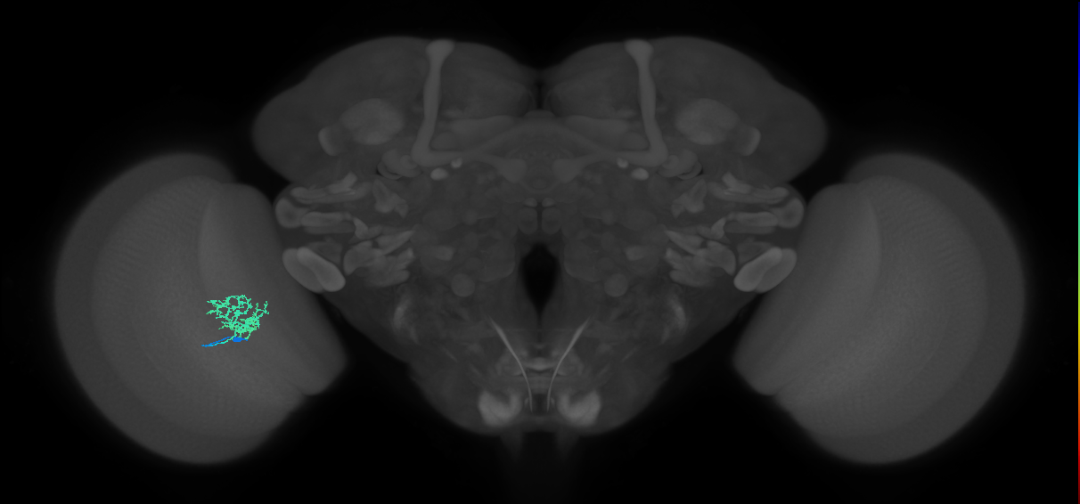 Cm3_L (MaleCNS:77807)