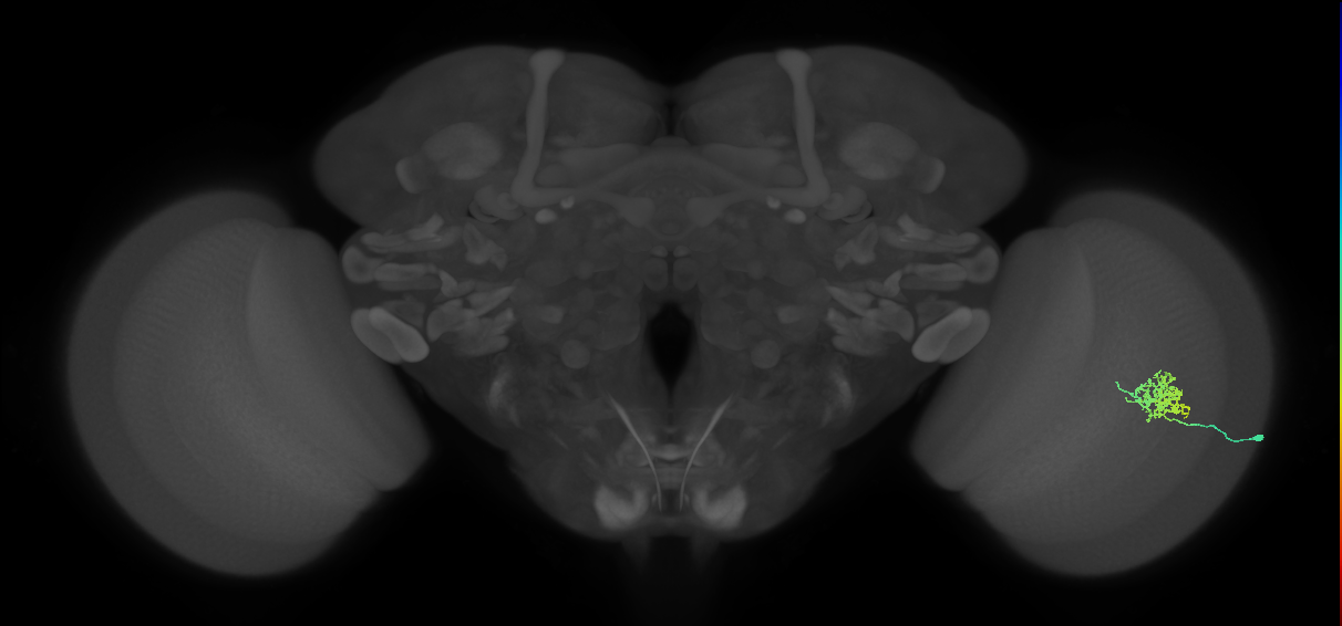 Cm3_R (MaleCNS:65303)
