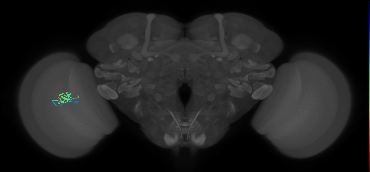 Cm3_L (MaleCNS:89497)