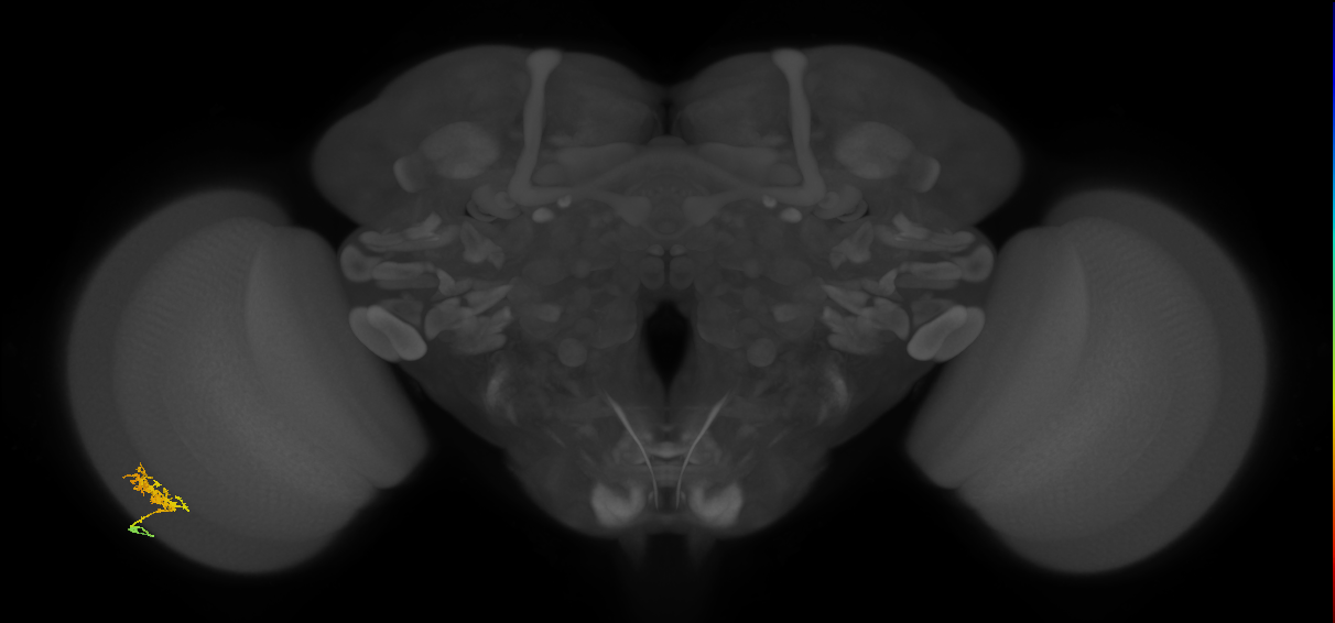 Cm3_L (MaleCNS:110738)