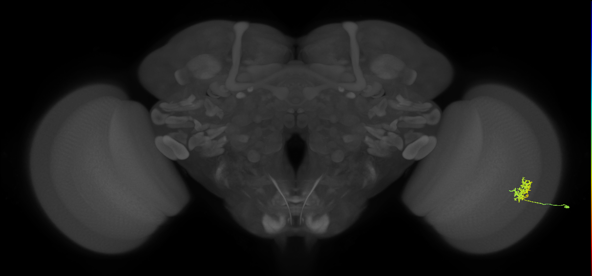 Cm3_R (MaleCNS:67646)