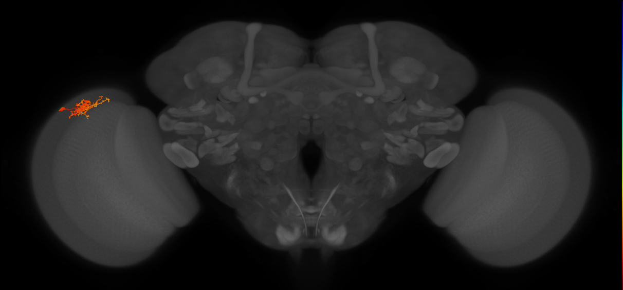 Cm3_L (MaleCNS:100601)