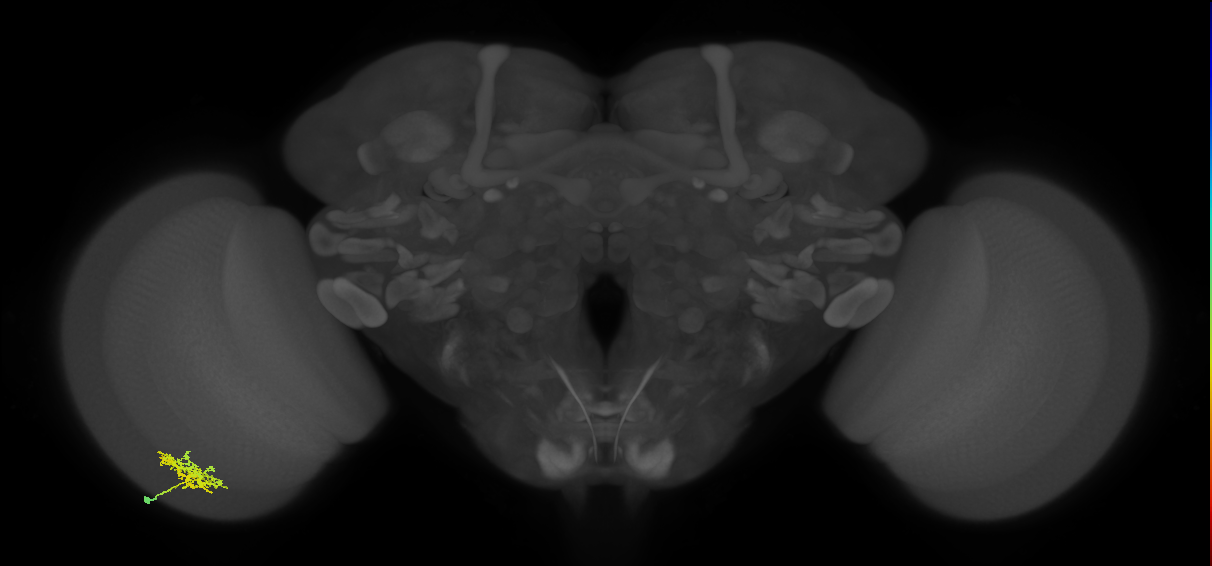 Cm3_L (MaleCNS:530931)