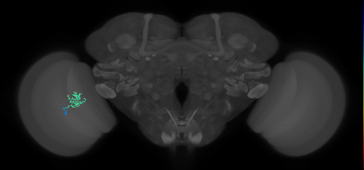 Cm3_L (MaleCNS:86840)