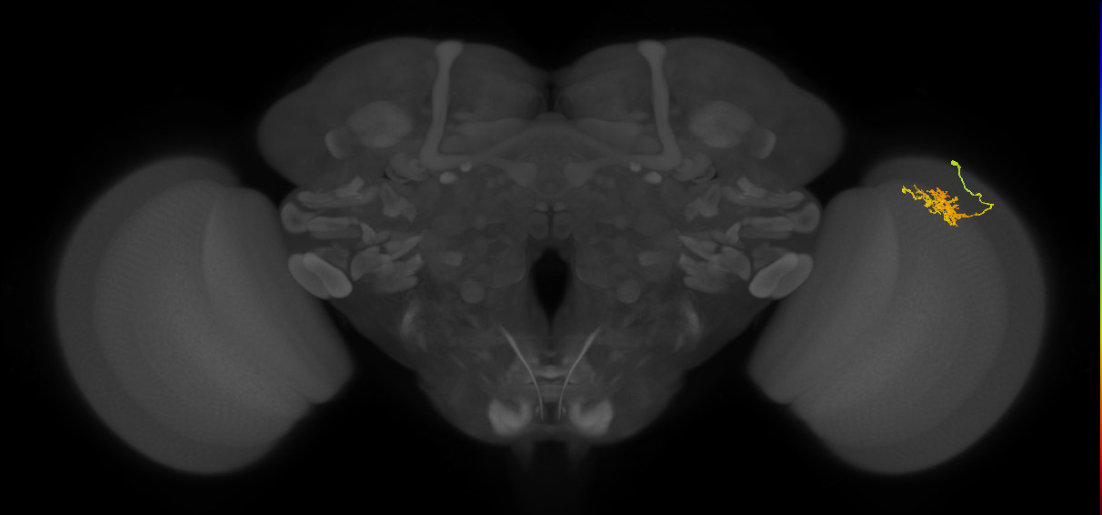 Cm3_R (MaleCNS:69127)