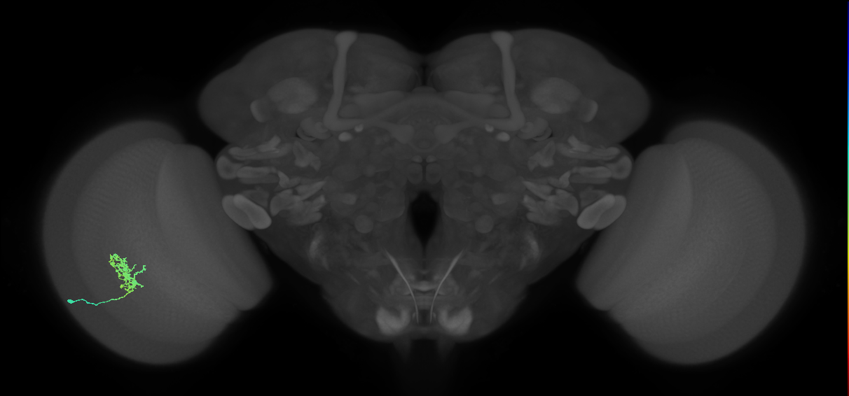 Cm3_L (MaleCNS:558324)