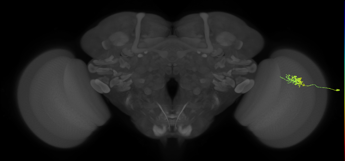 Cm3_R (MaleCNS:70479)