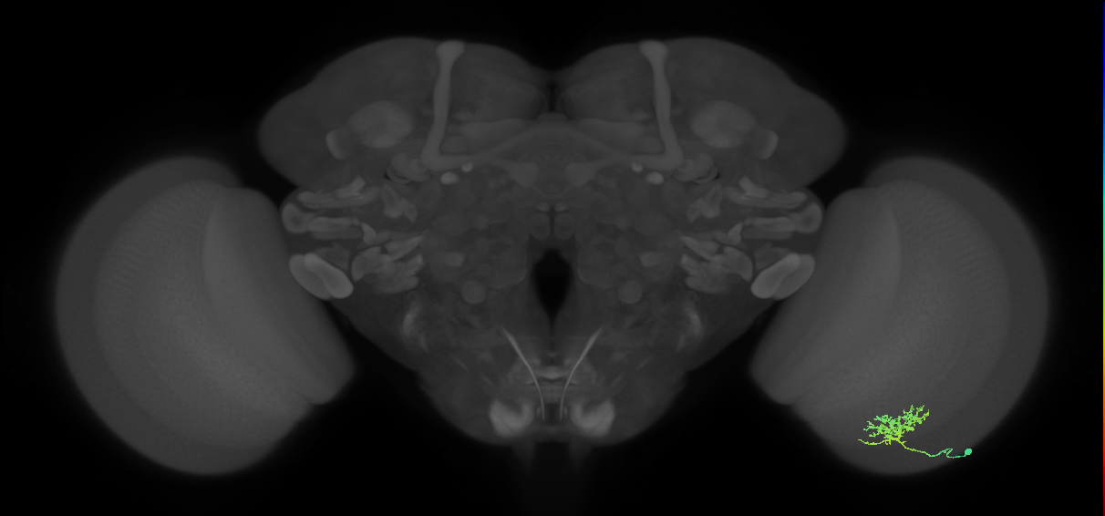 Cm3_R (MaleCNS:65758)