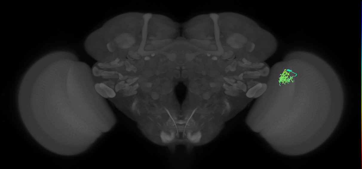 Cm3_R (MaleCNS:81796)